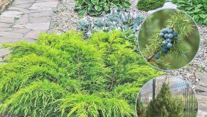 Większość gatunków jałowca jest banalnie prosta w uprawie.