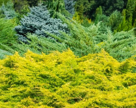 Jałowce to najliczniej występujące rośliny iglaste