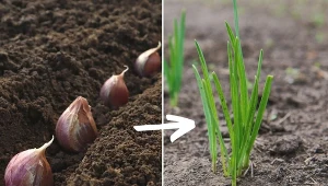 Warto pamiętać, że wielkość główek czosnku uzależniona jest przede wszystkim od wybranego gatunku i odmiany.