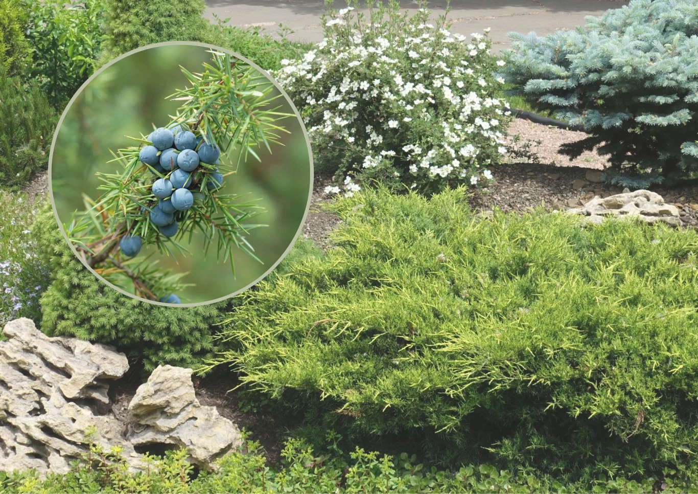 Owoce jałowca mają formę jagód