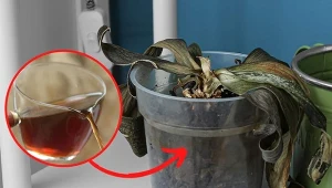 Wyjaśniamy, jak odratować gnijącego storczyka.