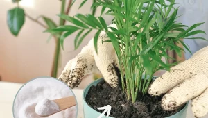 Istnieje prosty, szybki i tani sposób, dzięki którym rośliny dosłownie odżyją.