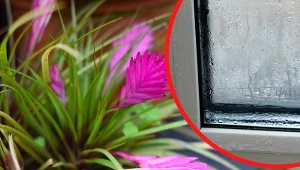 Oplątwa pomaga pozbyć się wilgoci z okien.