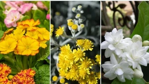 Jakie kwiaty doniczkowe kwitną w zimie? Podpowiadamy!