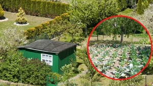 Na działce ROD nie można prowadzić m.in. uprawy o charakterze produkcyjnym./East News