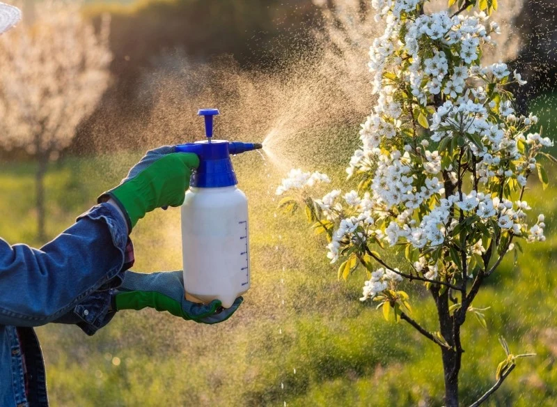 Kolumnowe drzewa owocowe warto posadzić w słonecznym miejscu