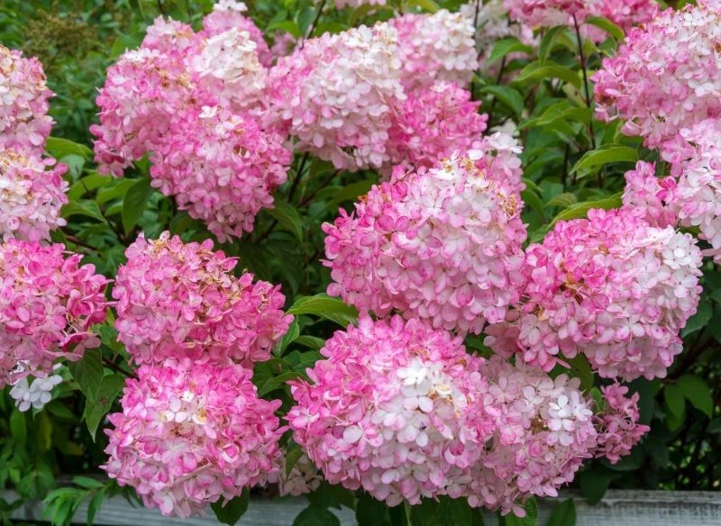 Hortensja bukietowa idealnie prezentuje się w połączeniu z innymi krzewami