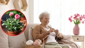 Jakie kwiaty wybrać na Dzień Babci i Dziadka? Wybór jest szeroki – począwszy od pojedynczych kwiatów poprzez rośliny doniczkowe aż po wielkie bukiety.