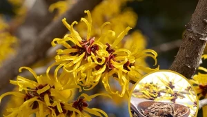 Oczar to piękna roślina, która kwitnie w zimie i wykazuje wiele właściwości zdrowotnych.