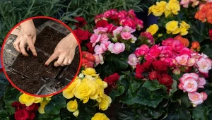 Wyjaśniamy, jak wysiewać i sadzić begonie do doniczek.