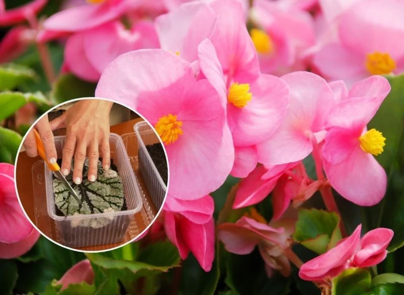 Cechą charakterystyczną begonii są barwne kwiaty imponujących rozmiarów