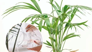 Kencja to roślina łatwa w uprawie.