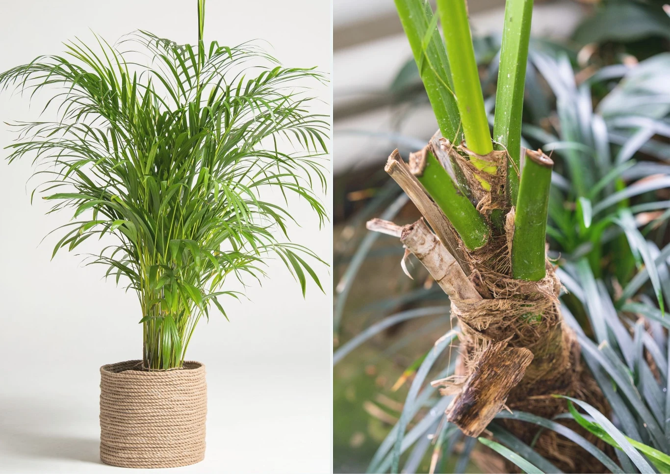 Liście kencji dobrze jest od czasu do czasu umyć, ponieważ osadza się na nich kurz