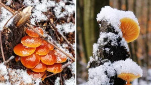 Na zdjęciu płomiennica zimowa (flammulina velutipes).