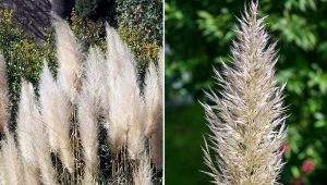 Trawa pampasowa to popularna trawa ozdobna, która gości w wielu ogrodach.