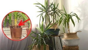 Wyjaśniamy, jak sprawić, by juka zaczęła wypuszczać nowe liście.