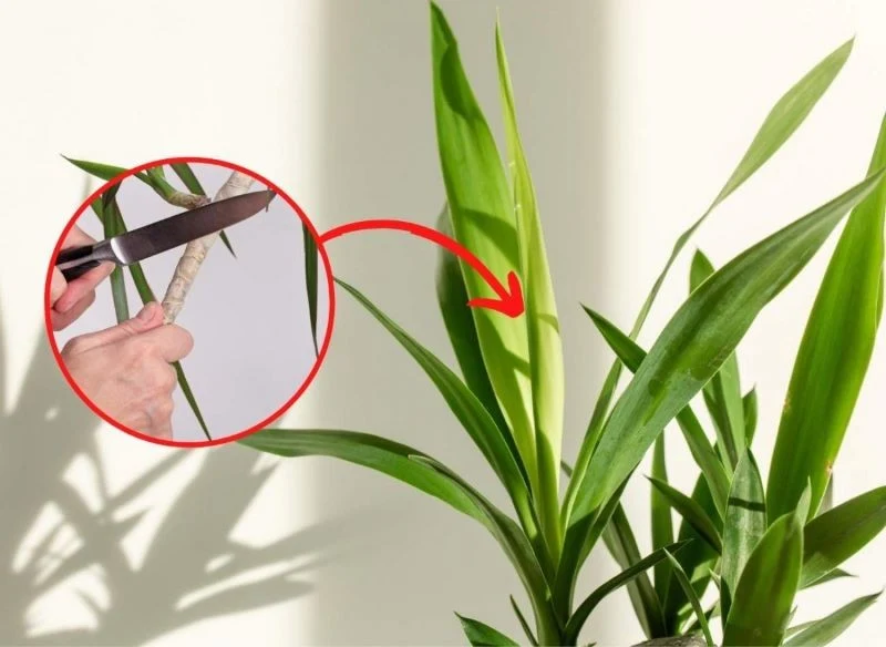 Sprytnym sposobem, który sprawi, że juka wypuści młode pędy, jest podcięcie wierzchołków