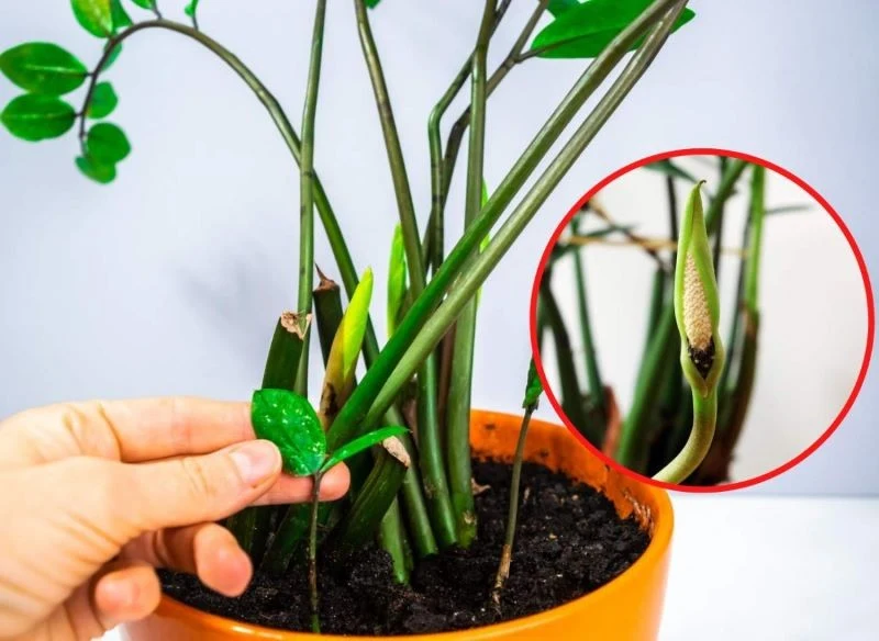 Sprawdźcie, co trzeba zrobić, żeby zamiokulkas zakwitł