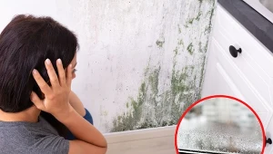 Skuteczne metody usuwania grzyba i pleśni. Jak możesz ochronić swój dom i zdrowie mieszkańców?