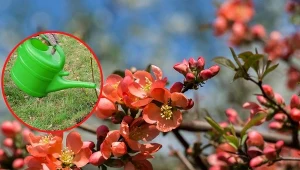 Wyjaśniamy, co zrobić, aby pigwowiec zakwitł.