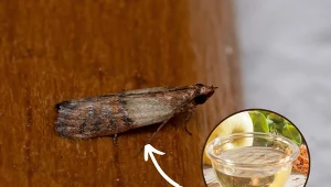 Jak pozbyć się moli spożywczych? Poznaj proste i skuteczne sposoby.