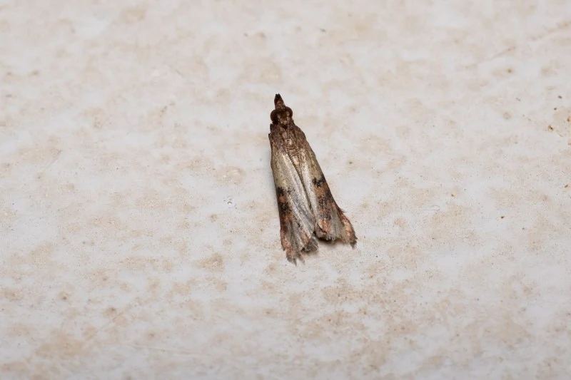 Mole spożywcze najczęściej można spotkać w produktach sypkich, takich jak ryż, makarony czy kasze