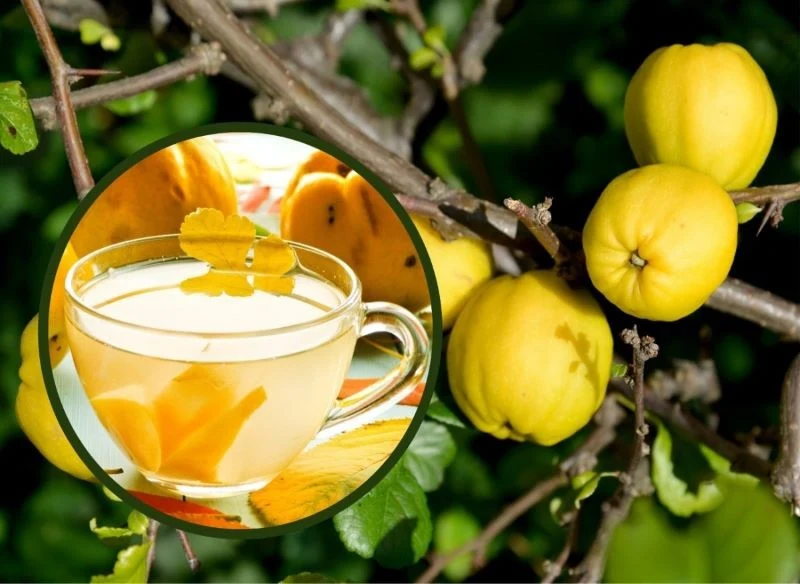 Owoce pigwowca charakteryzują się przede wszystkim wysoką zawartością kwasu askorbinowego (witaminy C)