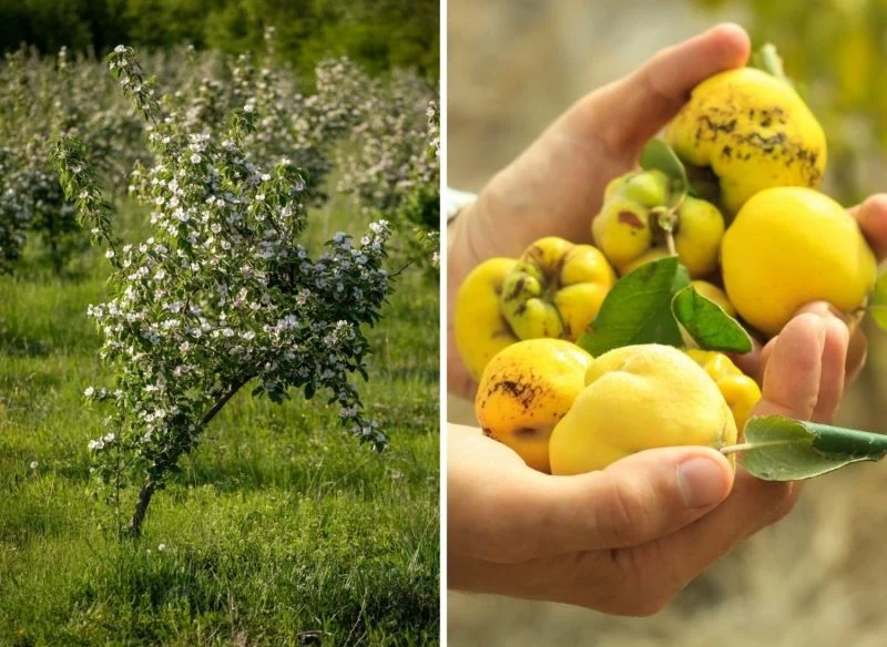 Wyjaśniamy, co sprawia, że pigwa nie owocuje