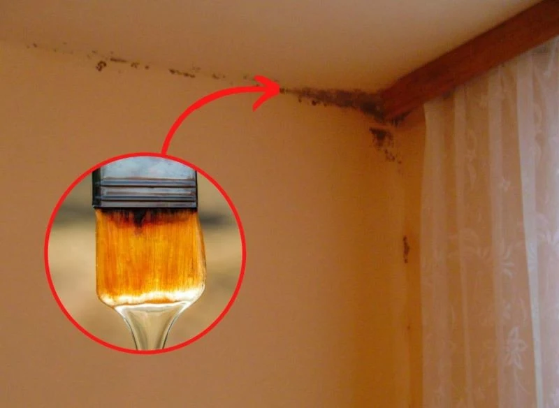 Pleśń na ścianach nie tylko brzydko wygląda, ale również jest poważnym zagrożeniem dla zdrowia człowieka