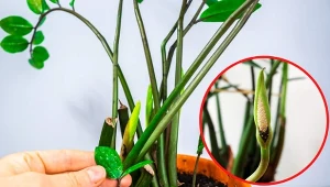 Sprawdżcie, co trzeba zrobić, żeby zamiokulkas zakwitł.