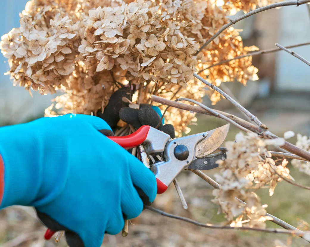 Cięcie powinno się wykonywać tuż nad pierwszą parą pąków