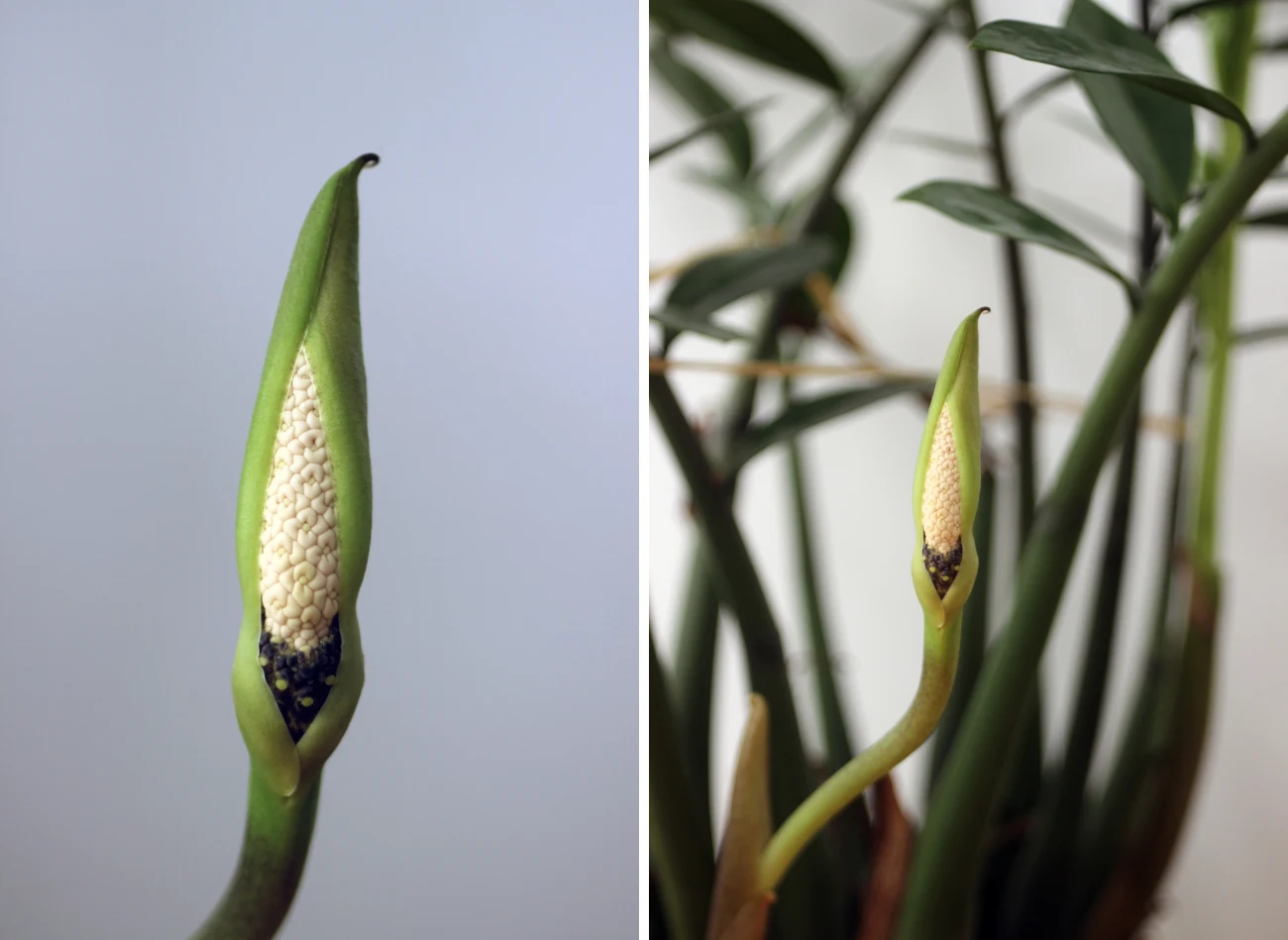 Zamiokulkas wytwarza bardzo nietypowe kwiaty w kształcie kolby