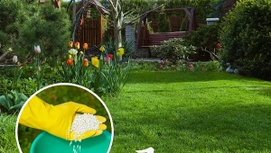 Wapnowanie trawnika to bardzo ważny zabieg, który pomoże poprawić jakość trawy, pozbyć się chwastów i mchu.