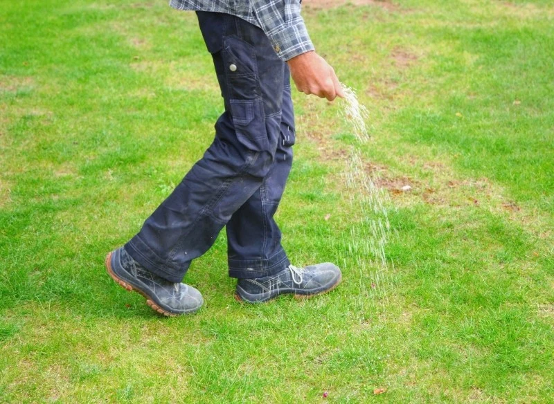 Zabieg wapnowania trawnika należy przeprowadzać w suchy i bezwietrzny dzień