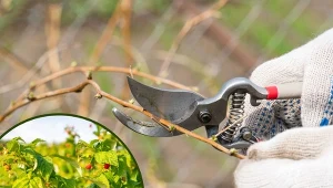 Przycinanie malin to jeden z najważniejszych zabiegów pielęgnacyjnych w uprawie tej rośliny.