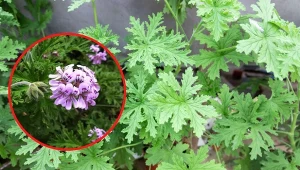 Wyjaśniamy, co zrobić, by anginka bujnie rosła i zakwitła na wiosnę.