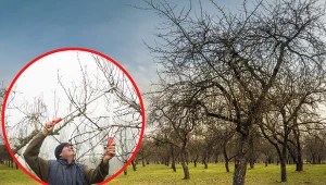 Sprawdźcie, kiedy najlepiej przycinać jabłonie i jakie zalety ma ten zabieg.
