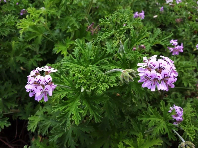 Aby anginka zakwitła, trzeba ją przechłodzić