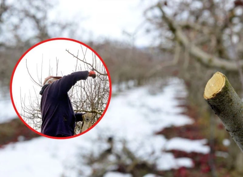 Zimowe cięcie należy przeprowadzić po ustąpieniu przymrozków