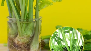 Istnieją owoce i warzywa, które można uprawiać wykorzystując resztki.