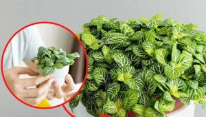 Przedstawiamy tajniki uprawy fitoni.