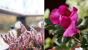 Rośliny w pojemnikach zimą wymagają delikatnej, czułej opieki.