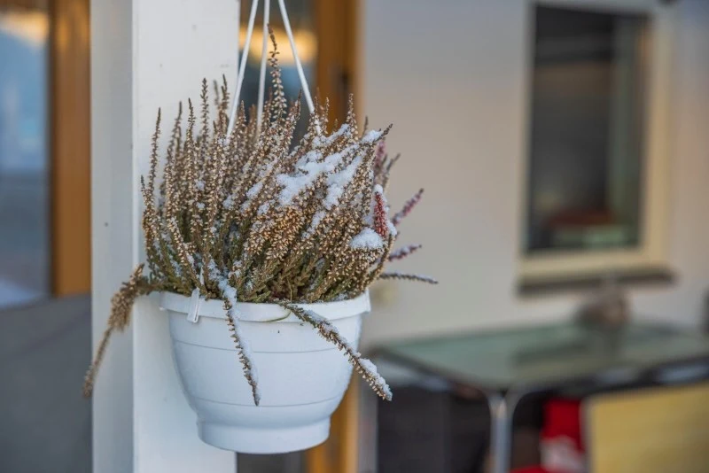 Wiele gatunków roślin przed przeniesieniem do pomieszczenia, w którym będą przechowywane przez zimę, powinno się przyciąć