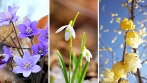 6 najpiękniejszych wcześnie kwitnących roślin. Warto mieć je w ogrodzie