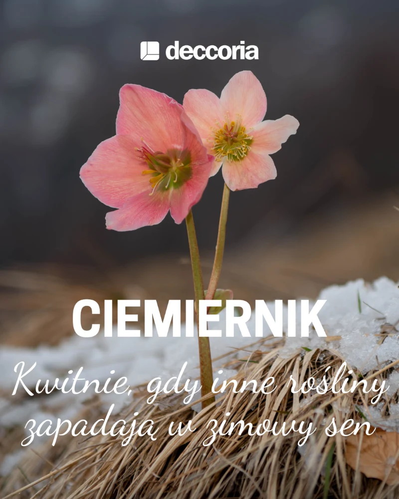 Ciemierniki kwitną, nawet gdy ziemia pokryta jest śniegiem