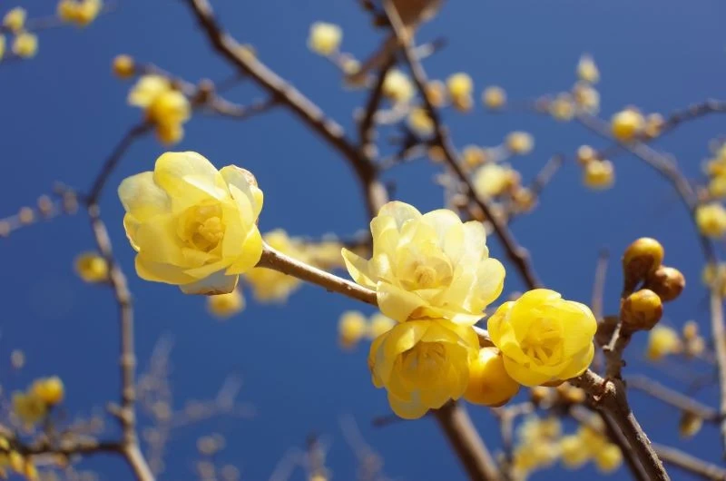 Zimokwiat wczesny zakwita w lutym i marcu