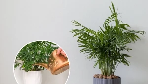 Palma koralowa często usycha i żółknie z powodu nieprawidłowej pielęgnacji. Sprawdź, jak tego uniknąć.