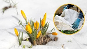 Co najlepiej zrobić, gdy cebulki kwiatów rosną w środku zimy? Podpowiadamy!
