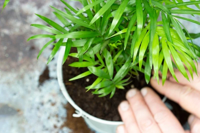 Palma koralowa wymaga próchniczego podłoża