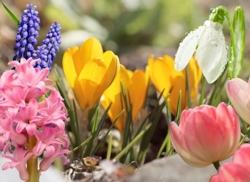 Sprawdźcie, jakie kwiaty cebulowe zwiastują nadejście wiosny